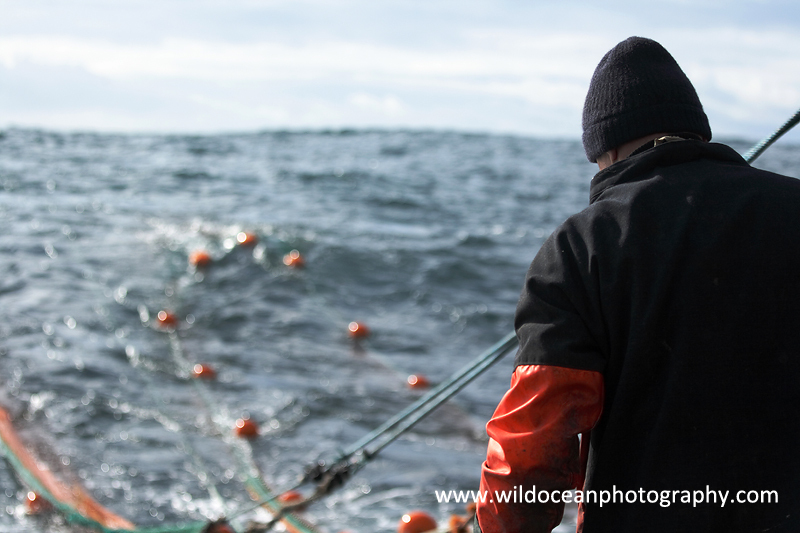 HTF009: Trawlerman - Trawl Fisheries
