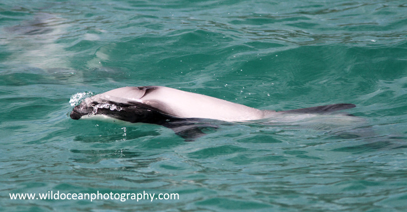 NZ019: Hector's dolphin - New Zealand (Wellington & South Island)