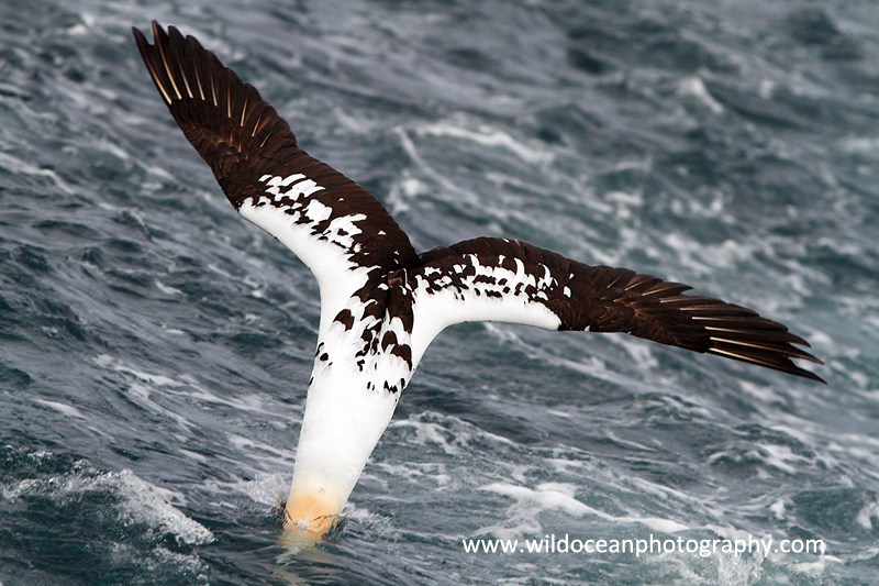 SBG008: Juvenile Diving - Gannets