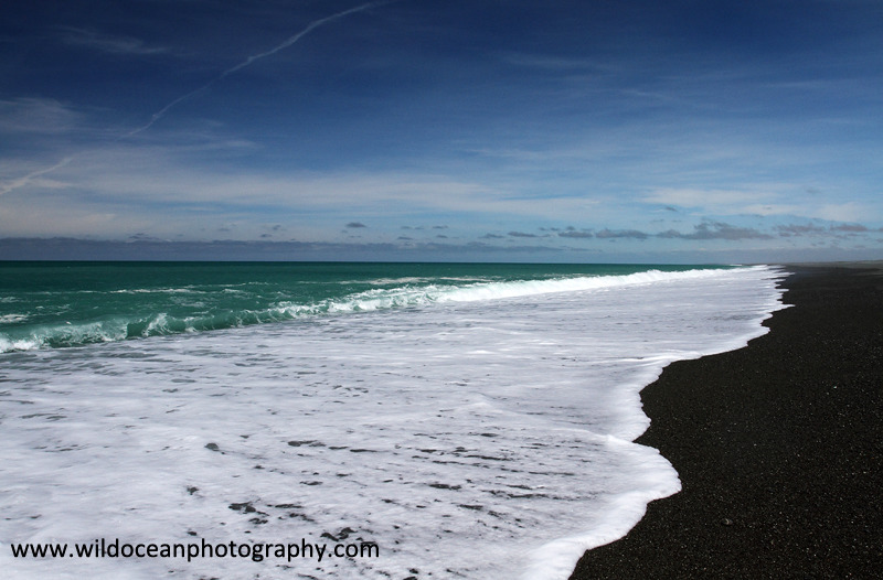 NZ008: Birding Sands - New Zealand (Wellington & South Island)