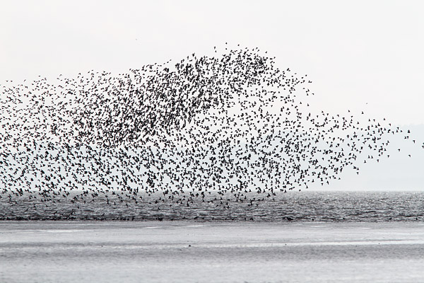 SBW001: Flock of Knots - Waders
