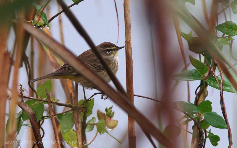 FLB009: Warbler - Birds