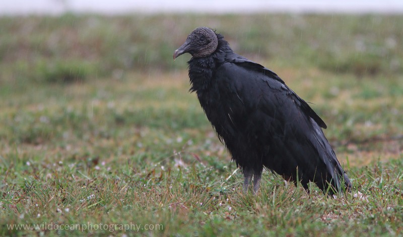 FLB007: Black Vulture - Birds