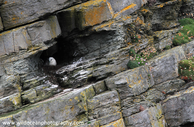  - Fulmars