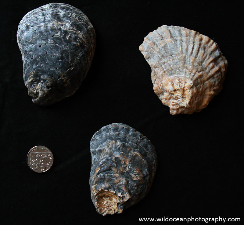 IDA006: Native oyster shells - Coastal Species