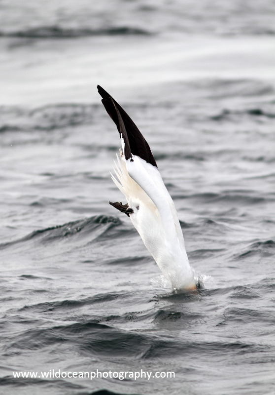 SBG029: Diving - Gannets