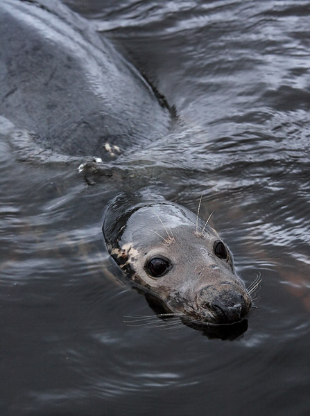 MMP008: Grey Seal - Seals
