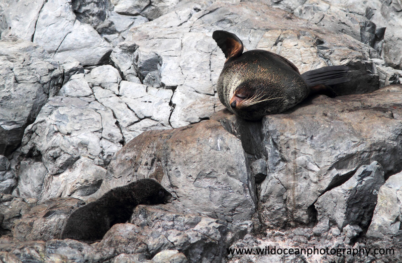 NZ018: Fur seals: mother & pup - New Zealand (Wellington & South Island)