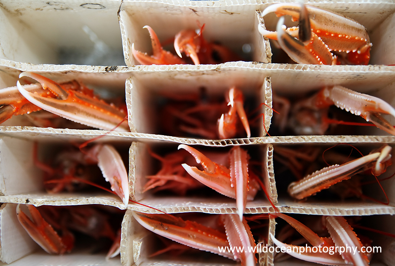 HCF002: Live langoustines - Creel (Trap) Fisheries