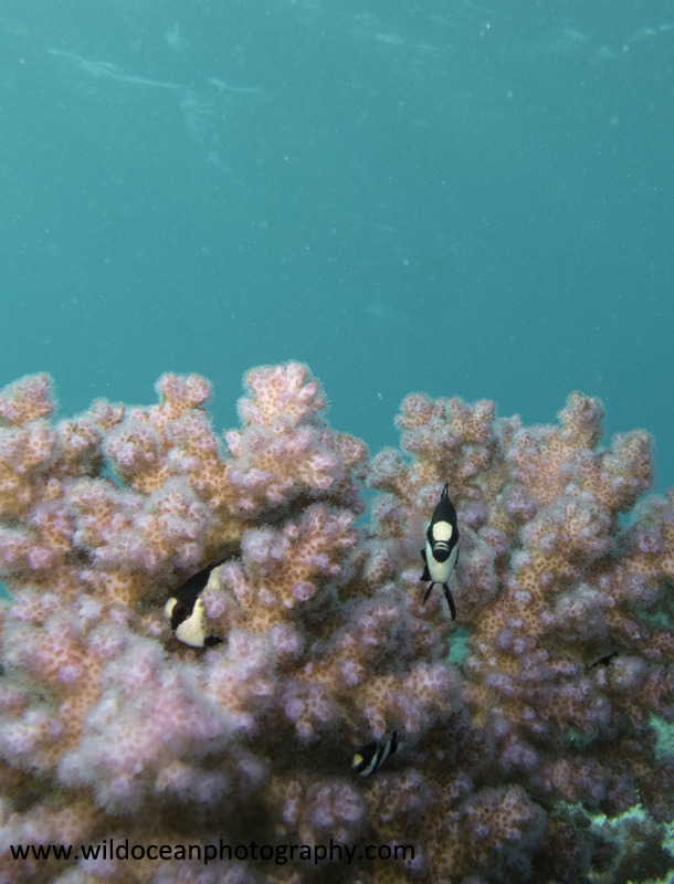 RS016: Humbug damselfish - Red Sea / Sinai Peninsula