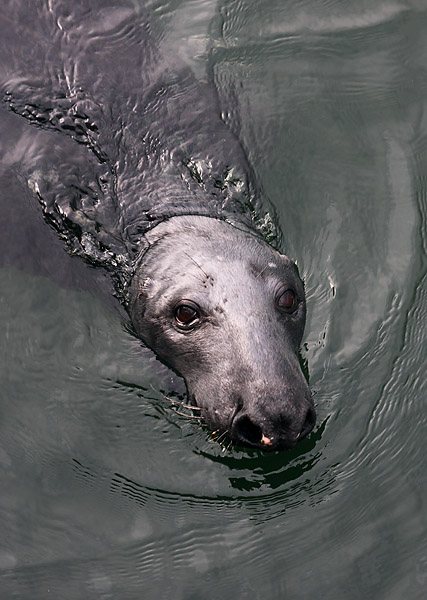 MMP004: Grey Seal - Seals