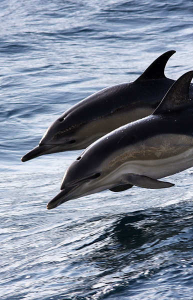 WDP004: Common Dolphins - Whales, Dolphins and Porpoise