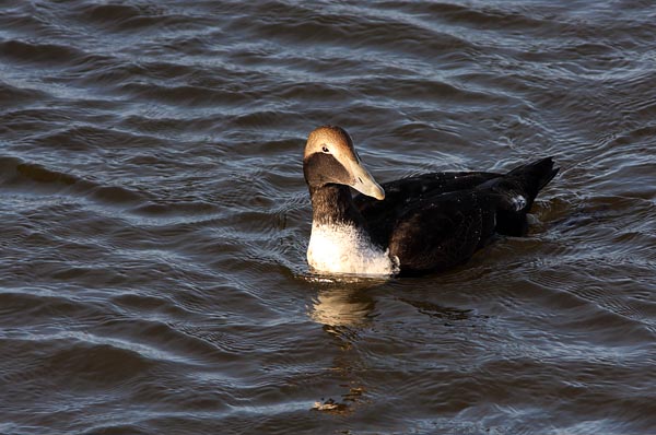 SBD009: Eider duck - Ducks, Swans & Geese