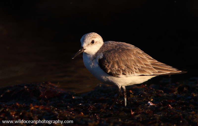 FLB032: Sanderling - Birds