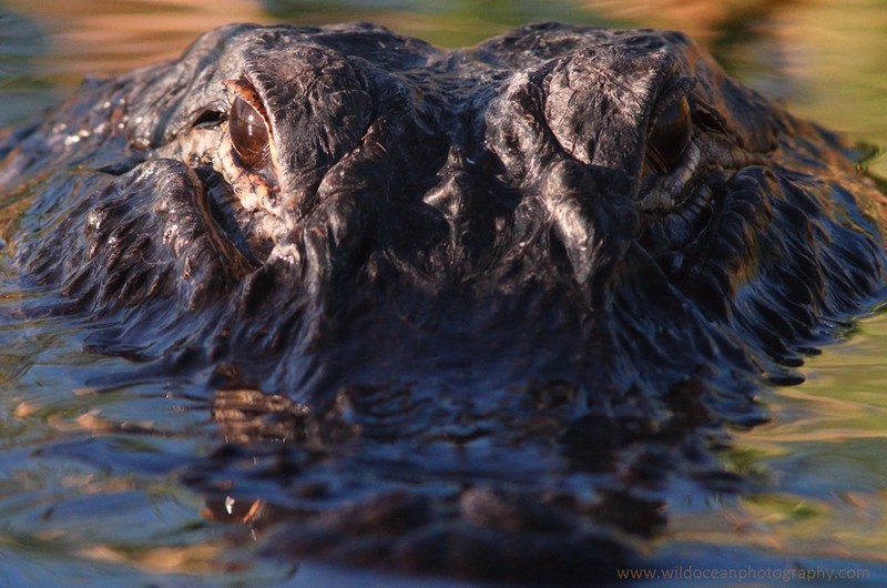 FLR013: Alligator portrait - Reptiles