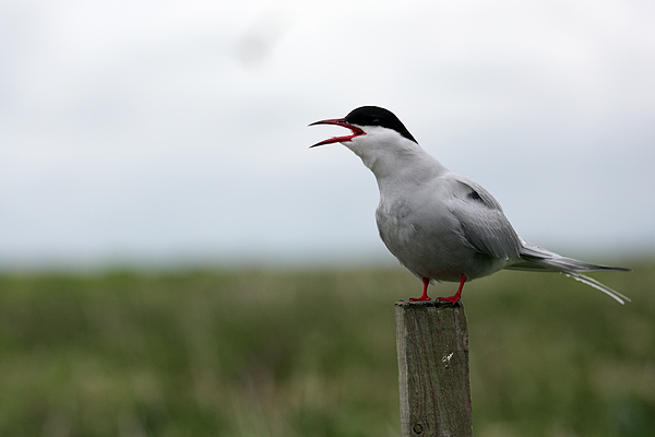 SBT002: Arctic tern - Terns