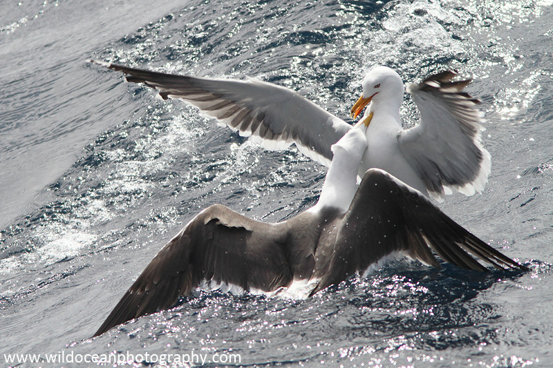 SBG006: Gulls fighting - Gulls and Kittiwakes