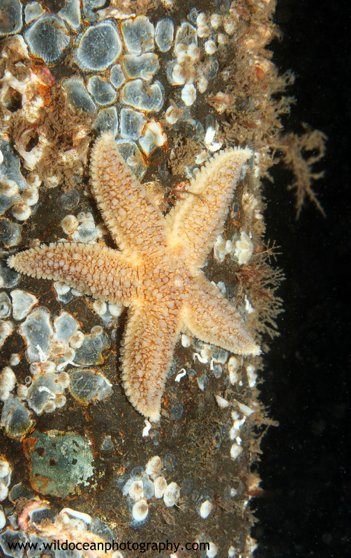 UML029: Common Starfish - Marine Life