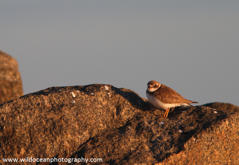 FLB031: Common Ringed Plover - Birds