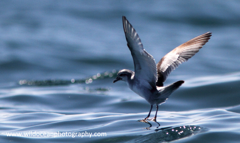 NZ016: Fairy Petrel - New Zealand (Wellington & South Island)