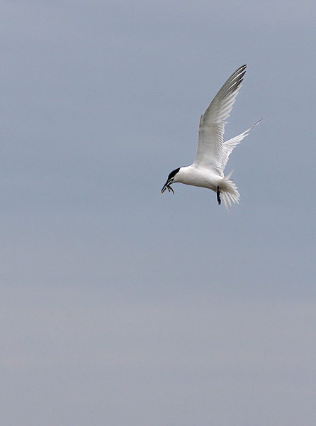 SBT005: Sandwich tern - Terns