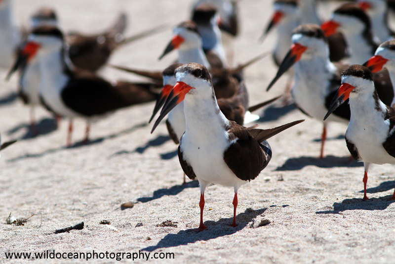 FLB043: Black skimmers - Birds