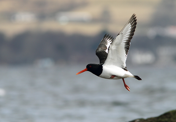 SBW013: Oystercatcher - Waders