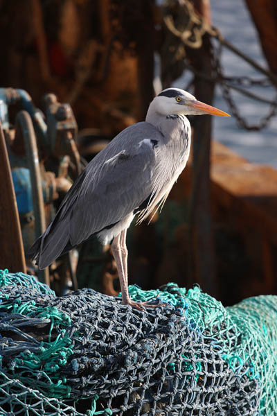 SBH002: Grey Heron - Herons