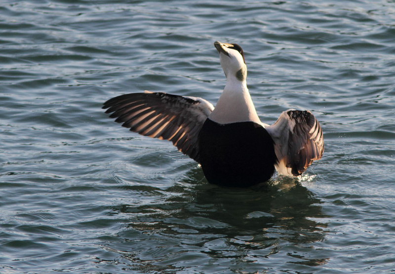 SBD011: Eider Flap - Ducks, Swans & Geese
