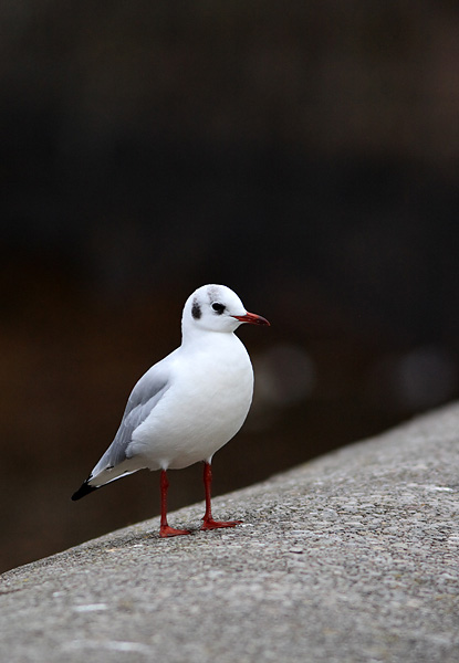 SBG017: Black-Headed Gull - Gulls and Kittiwakes
