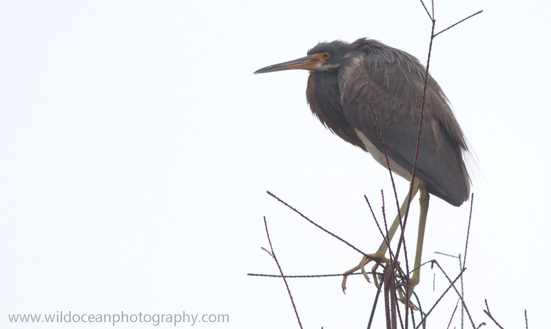 FLB004: Tricolor heron - Birds