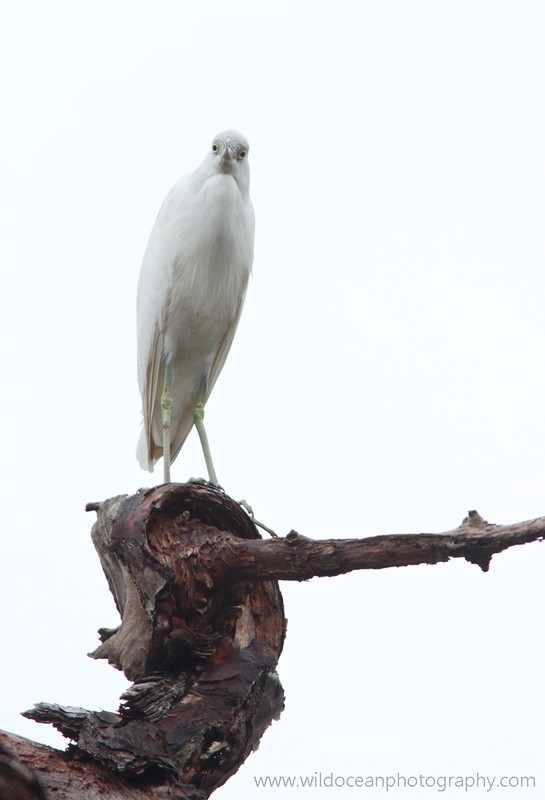 FLB001: Juv. little blue heron - Birds