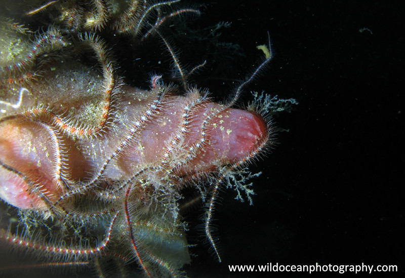 UML028: Tunicate with Brittle Stars - Marine Life
