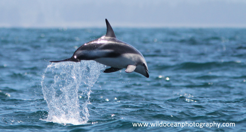NZ015: Dusky Dolphin - New Zealand (Wellington & South Island)