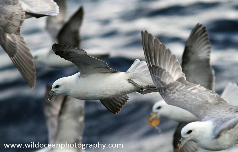 SBF014: Fulmars in flight - Fulmars