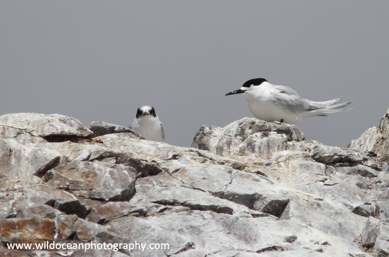NZ030: Terns - New Zealand (Wellington & South Island)