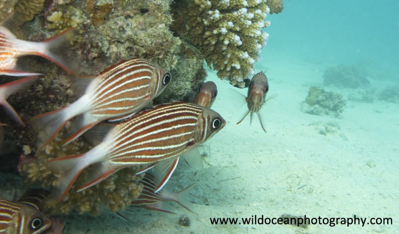 RS010: Squirrelfish - Red Sea / Sinai Peninsula