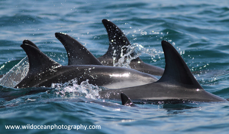 NZ014: Dusky Dolphins - New Zealand (Wellington & South Island)