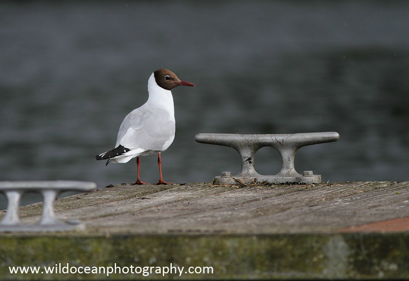 SBG030: Black-Headed Gull - Gulls and Kittiwakes