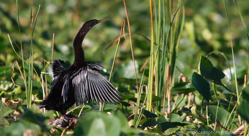 FLB024: Anhinga - Birds