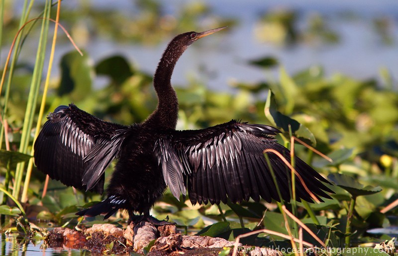 FLB025: Anhinga - Birds