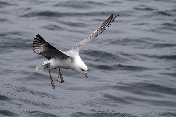 SBF005: Landing - Fulmars