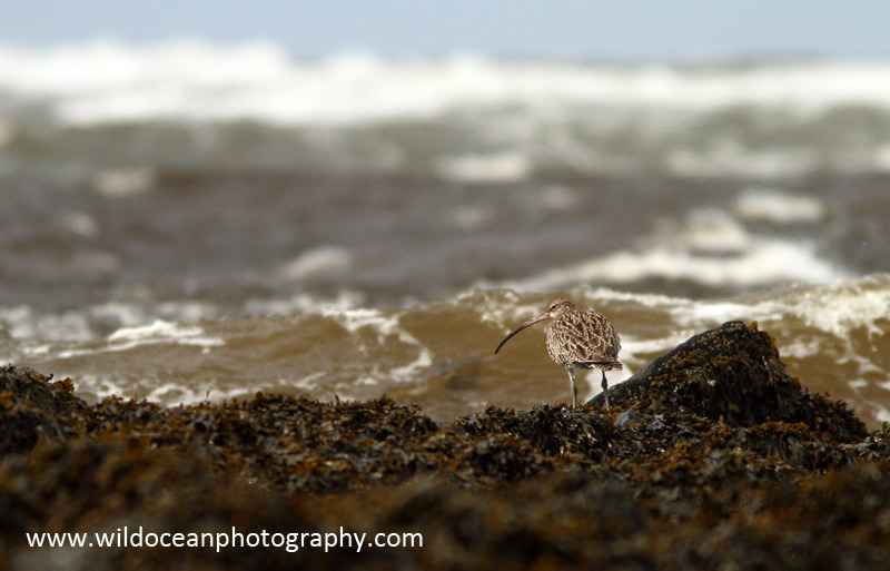 SWB016: Curlew - Waders