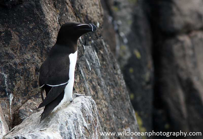 SBA020: Razorbill - Auks