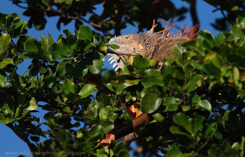FLR010: Green Iguana - Reptiles