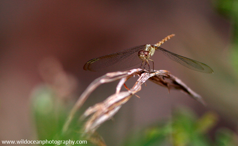 FLI002: Dragonfly - Insects & Invertebrates