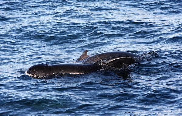 WDP008: Long-finned pilot whales - Whales, Dolphins and Porpoise