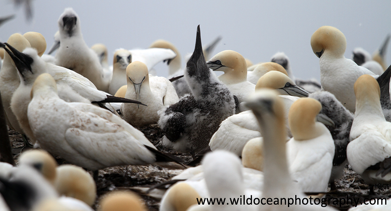 SBG057: Sky pointing practice - Gannets