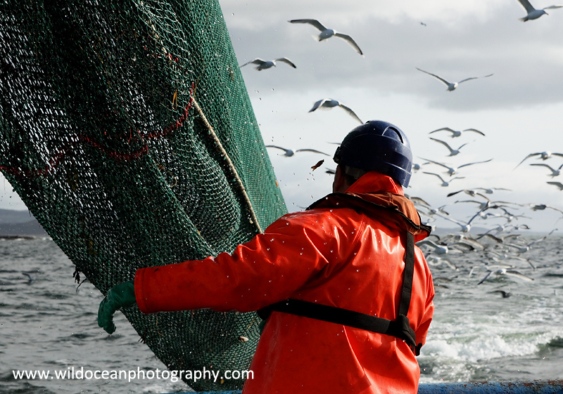 HTF012: Trawlerman - Trawl Fisheries