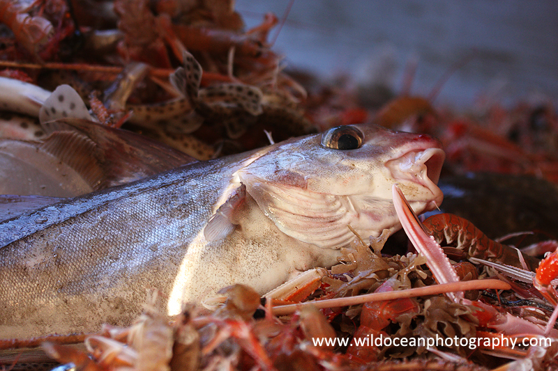 HTF008: Haddock - Trawl Fisheries